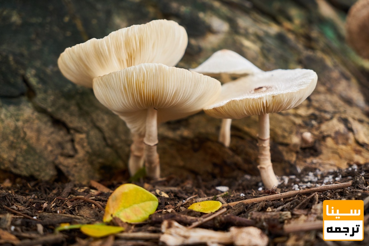 قارچ‌شناسی