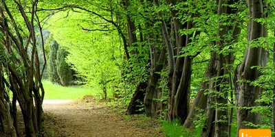 دانلود سوالات و پاسخنامه رشته علوم و مهندسی جنگل -مدیریت جنگل مقطع دکتری سال96