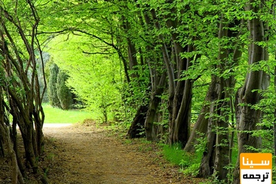 دانلود سوالات و پاسخنامه رشته علوم و مهندسی جنگل -مدیریت جنگل مقطع دکتری سال96