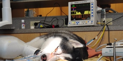 دانلود سوالات و پاسخنامه رشته بیهوشی و مراقبت های ویژه دامپزشکی مقطع دکتری سال96