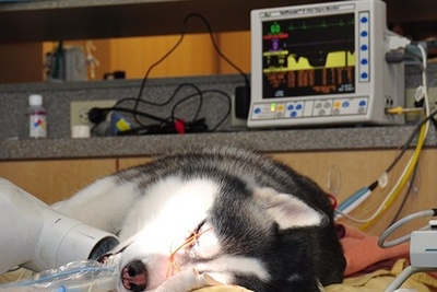 دانلود سوالات و پاسخنامه رشته بیهوشی و مراقبت های ویژه دامپزشکی مقطع دکتری سال96