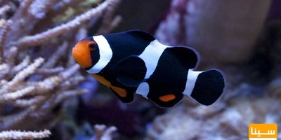 دانلود سوالات و پاسخنامه رشته بهداشت و بیمار یهای آبزیان مقطع دکتری سال96