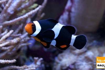 دانلود سوالات و پاسخنامه رشته بهداشت و بیمار یهای آبزیان مقطع دکتری سال96