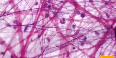 دانلود سوالات و پاسخنامه رشته بافت شناسی مقایسه ای مقطع دکتری سال96