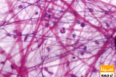 دانلود سوالات و پاسخنامه رشته بافت شناسی مقایسه ای مقطع دکتری سال96