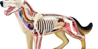 دانلود سوالات و پاسخنامه رشته آناتومی و جنین شناسی مقایسه ای مقطع دکتری سال96