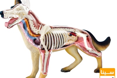 دانلود سوالات و پاسخنامه رشته آناتومی و جنین شناسی مقایسه ای مقطع دکتری سال96