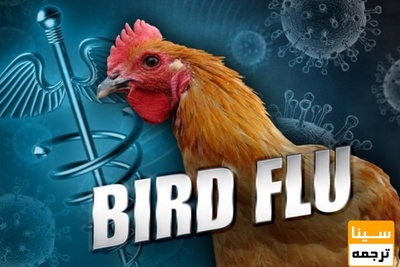 آنفولانزای مرغی بیخ گوش ایرانی ها