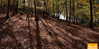 دانلود سوالات و پاسخنامه رشته علوم و مهندسی جنگل - علوم زیست جنگل مقطع دکتری سال96-93