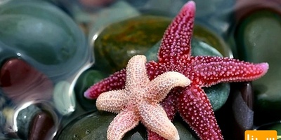 دانلود سوالات و پاسخنامه رشته فیزیولوژی مقطع دکتری سال96 -93