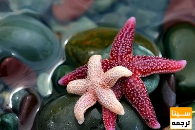 دانلود سوالات و پاسخنامه رشته فیزیولوژی مقطع دکتری سال96 -93