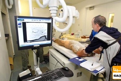 دانلود سوالات و پاسخنامه رشته رادیولوژی دامپزشکی مقطع دکتری سال96