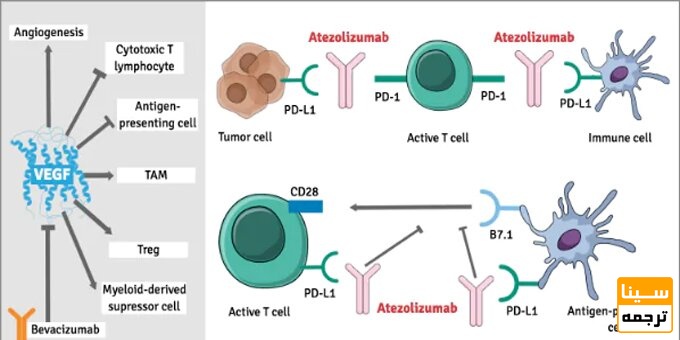 اینفوگرافیک