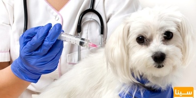 دانلود سوالات و پاسخنامه رشته فناوری تولید مثل در دامپزشکی مقطع دکتری سال96