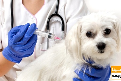 دانلود سوالات و پاسخنامه رشته فناوری تولید مثل در دامپزشکی مقطع دکتری سال96