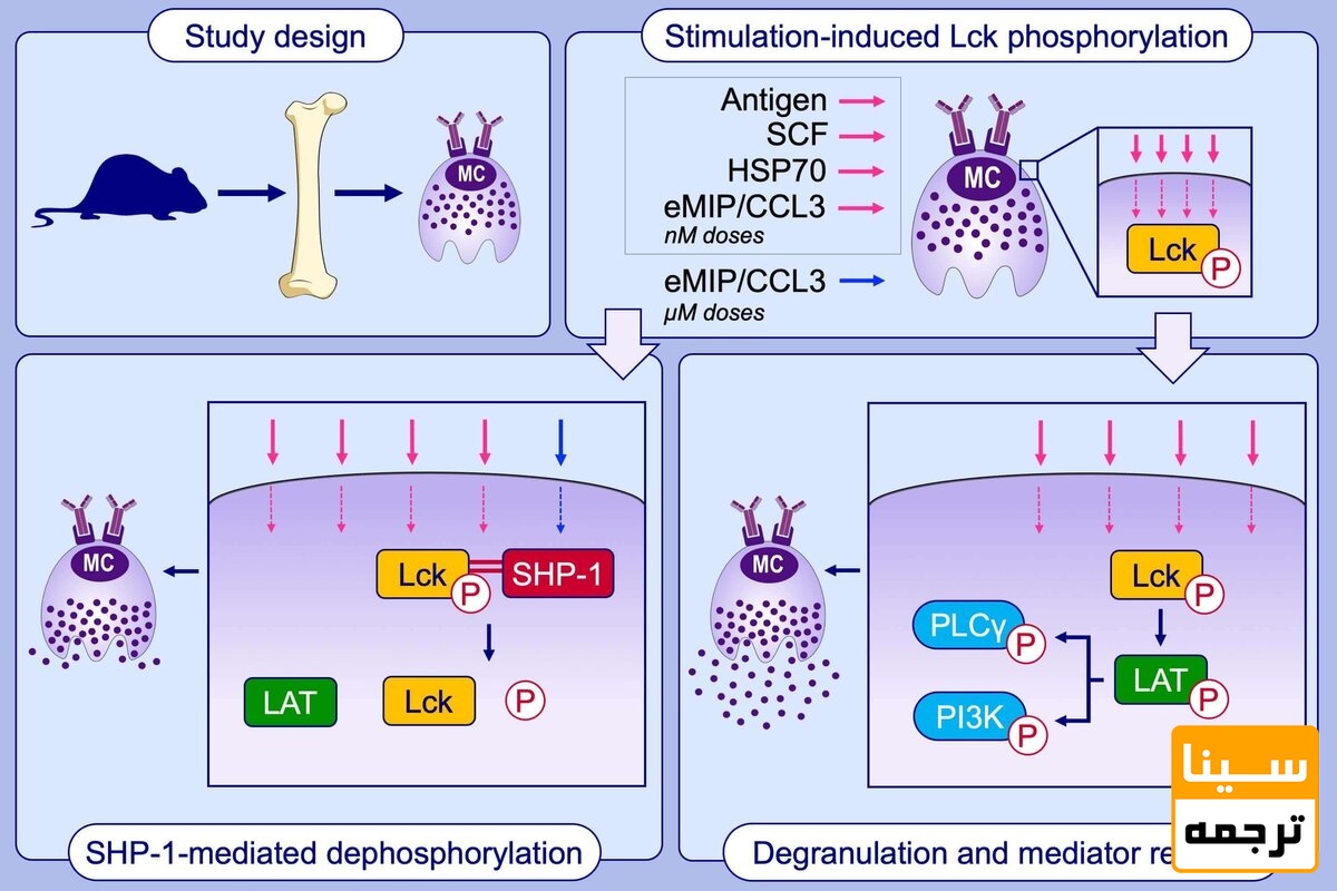  چکیده گرافیکی
