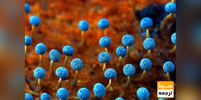 لیست مجلات ISI قارچ شناسی