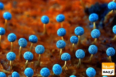 لیست مجلات ISI قارچ شناسی