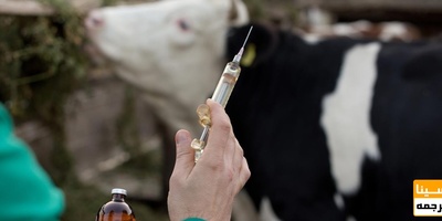 دانلود سوالات و پاسخنامه رشته بیماریهای داخلی دام های بزرگ مقطع دکتری سال96