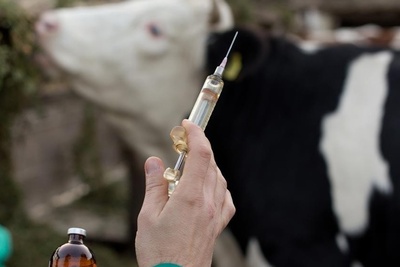 دانلود سوالات و پاسخنامه رشته بیماریهای داخلی دام های بزرگ مقطع دکتری سال96