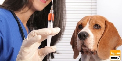 دانلود سوالات و پاسخنامه رشته بیماریهای داخلی دام های کوچک مقطع دکتری سال96