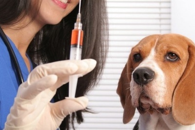 دانلود سوالات و پاسخنامه رشته بیماریهای داخلی دام های کوچک مقطع دکتری سال96