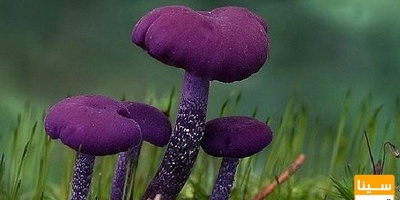 دانلود سوالات و پاسخنامه رشته قارچ شناسی مقطع دکتری سال96