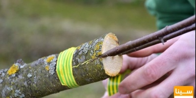 لیست مجلات ISI پیوند زدن