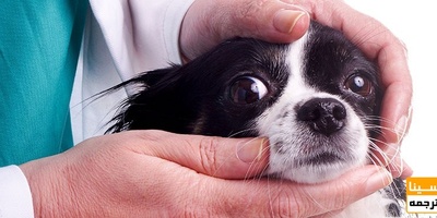 دانلود سوالات و پاسخنامه رشته پاتولوژی دامپزشکی مقطع دکتری سال96