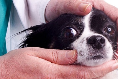 دانلود سوالات و پاسخنامه رشته پاتولوژی دامپزشکی مقطع دکتری سال96