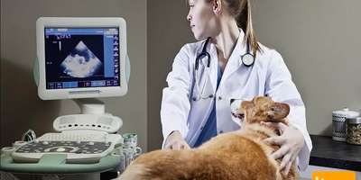 دانلود سوالات و پاسخنامه رشته کلینیکال پاتولوژی دامپزشکی مقطع دکتری سال96