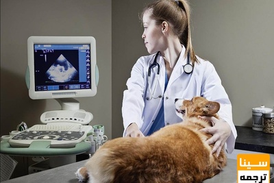 دانلود سوالات و پاسخنامه رشته کلینیکال پاتولوژی دامپزشکی مقطع دکتری سال96