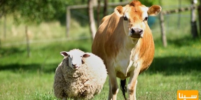 دانلود سوالات و پاسخنامه رشته علوم دامی مقطع دکتری سال96-93