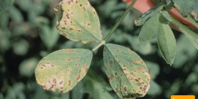 دانلود سوالات و پاسخنامه رشته بیماری شناسی گیاهی مقطع دکتری سال96-93