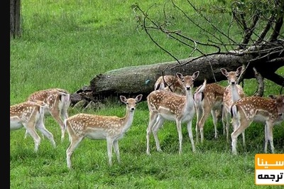 نخستین جشنواره استانی معرفی اکوسیستم پارک ملی و منطقه حفاظت شده دز