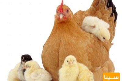 10 نکته در مورد آنفولانزای مرغی