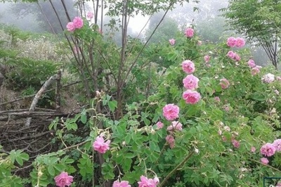 نخستین مزرعه تحقیقاتی کشت و برداشت گل محمدی پیام نور احداث شد