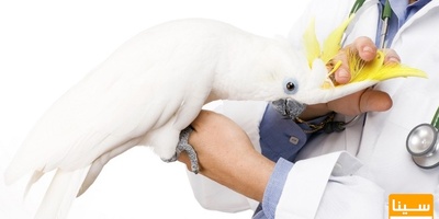 دانلود سوالات و پاسخنامه رشته بهداشت و بیماریهای پرندگان مقطع دکتری سال96-93