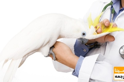 دانلود سوالات و پاسخنامه رشته بهداشت و بیماریهای پرندگان مقطع دکتری سال96-93