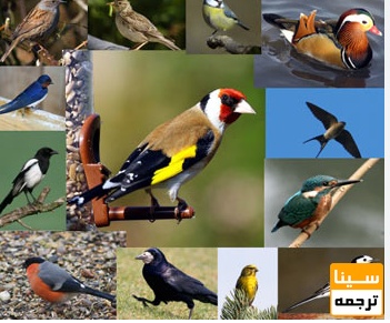 لیست مجلات ISI پرنده شناسی