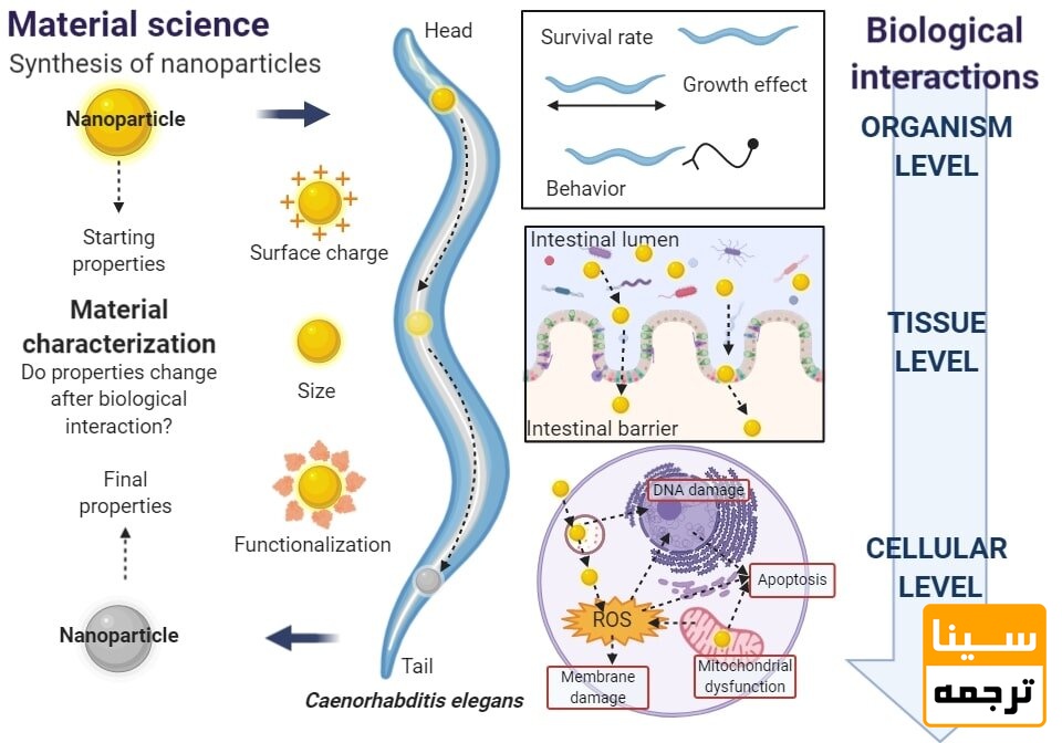 چکیده گرافیکی