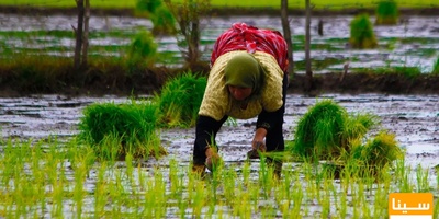 دانلود سوالات و پاسخنامه رشته ترویج و آموزش کشاورزی پایدار مقطع دکتری سال96-93