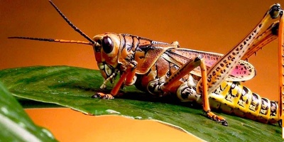 دانلود سوالات و پاسخنامه رشته حشره شناسی کشاورزی مقطع دکتری سال96