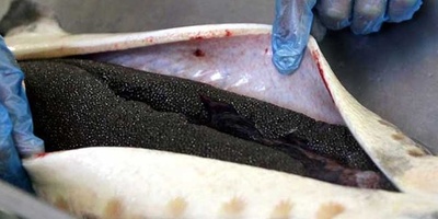 دانلود سوالات و پاسخنامه رشته علوم و مهندسی شیلات - فرآوری محصولات شیلاتی مقطع دکتری سال97-95